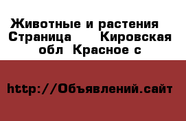  Животные и растения - Страница 26 . Кировская обл.,Красное с.